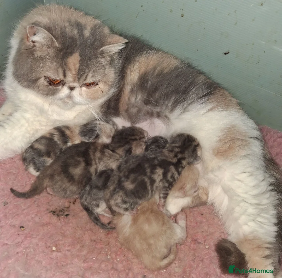 Exotic cats for sale: Stunning exotic/persian kittens - Advert 2