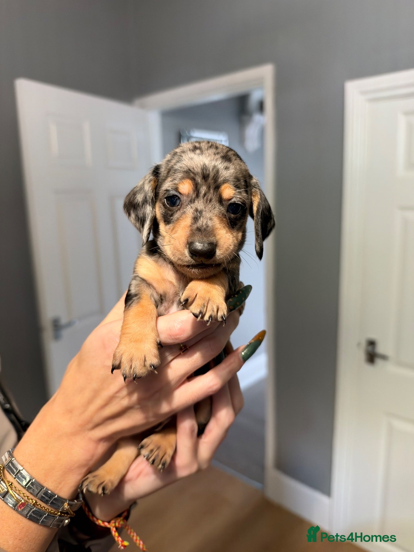 Miniature Dachshund dogs MINIATURE DACHSHUND PUPPIES 3 BOYS & 5 GIRLS 🐾 - Advert 2