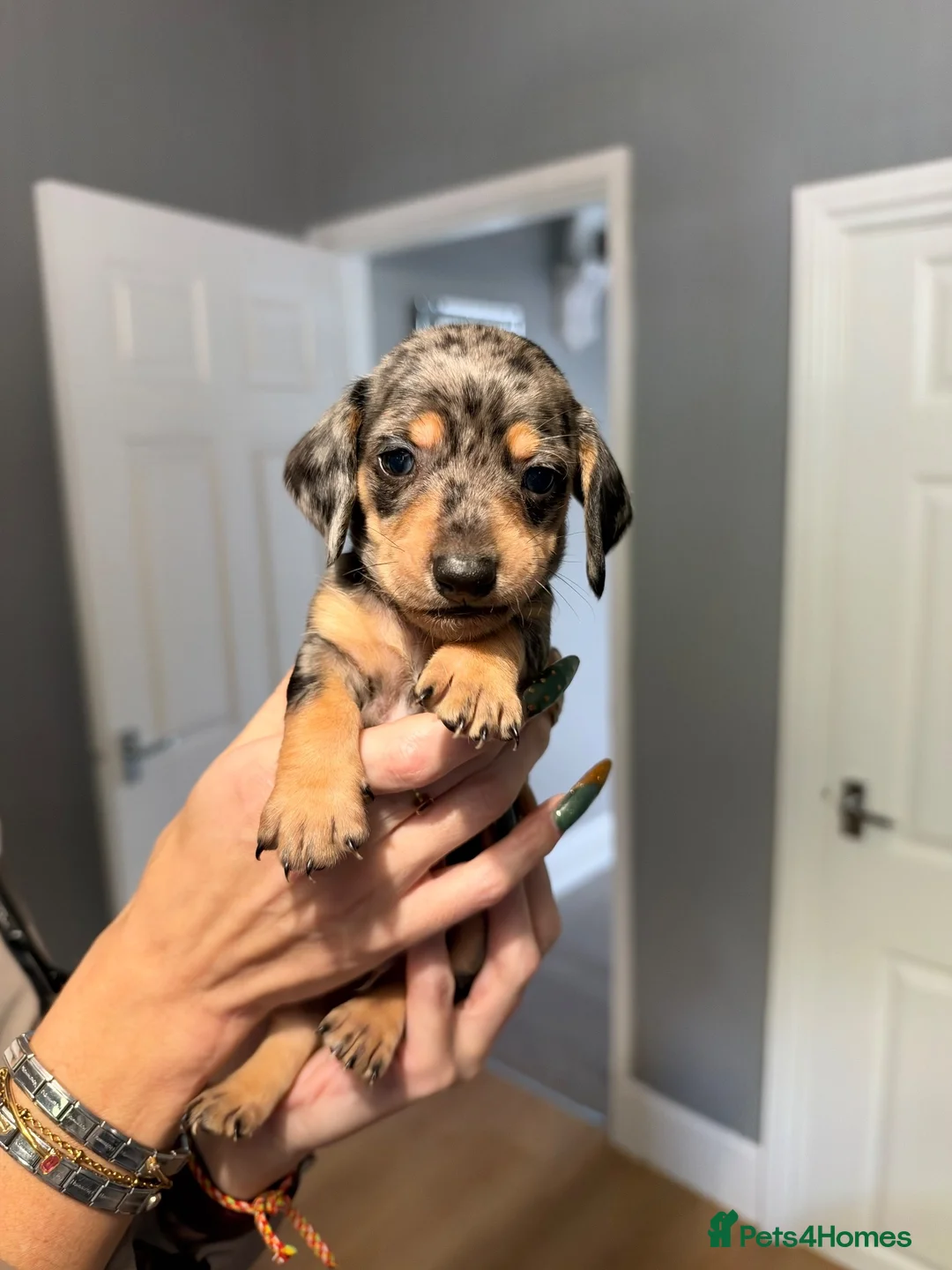 Miniature Dachshund dogs for sale: MINIATURE DACHSHUND PUPPIES 3 BOYS & 5 GIRLS 🐾 in Liverpool - Advert 1