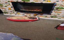 French Bulldog dogs for sale: 4 year old French Bulldog  - Image 1