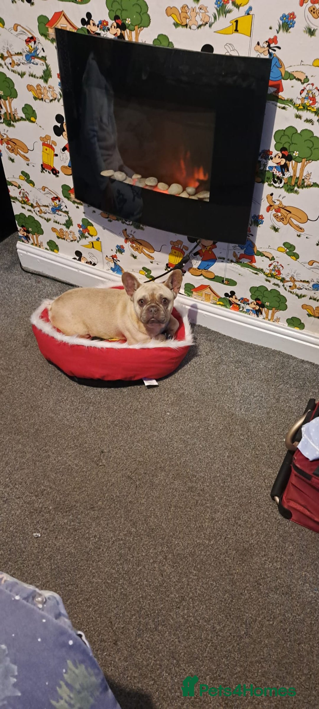 French Bulldog dogs for sale: 4 year old French Bulldog  - Image 1