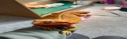 Bearded Dragon reptiles for sale: Female Bearded Dragon and Enclosure  - Advert 5