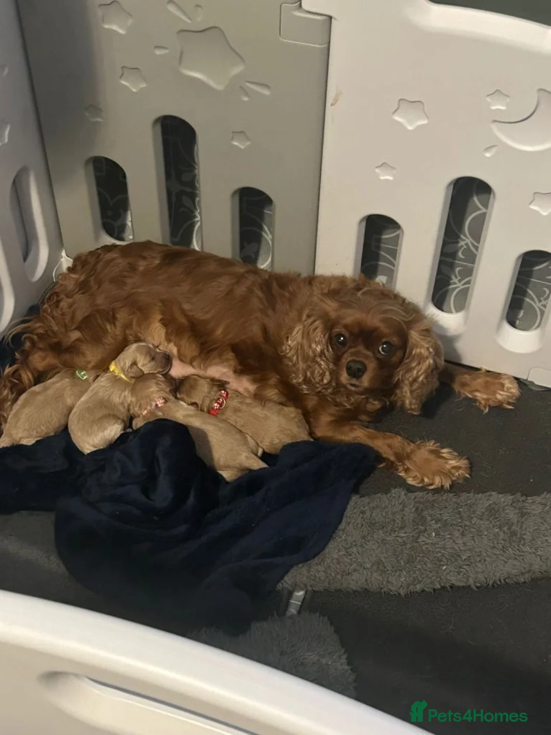 Cockapoo dogs for sale: Adorable Cockapoos Looking For Forever Families in Cardiff - Advert 1