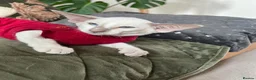 Siamese cats for sale: Pedigree GCCF Siamese kittens  in Knottingley - Advert 11