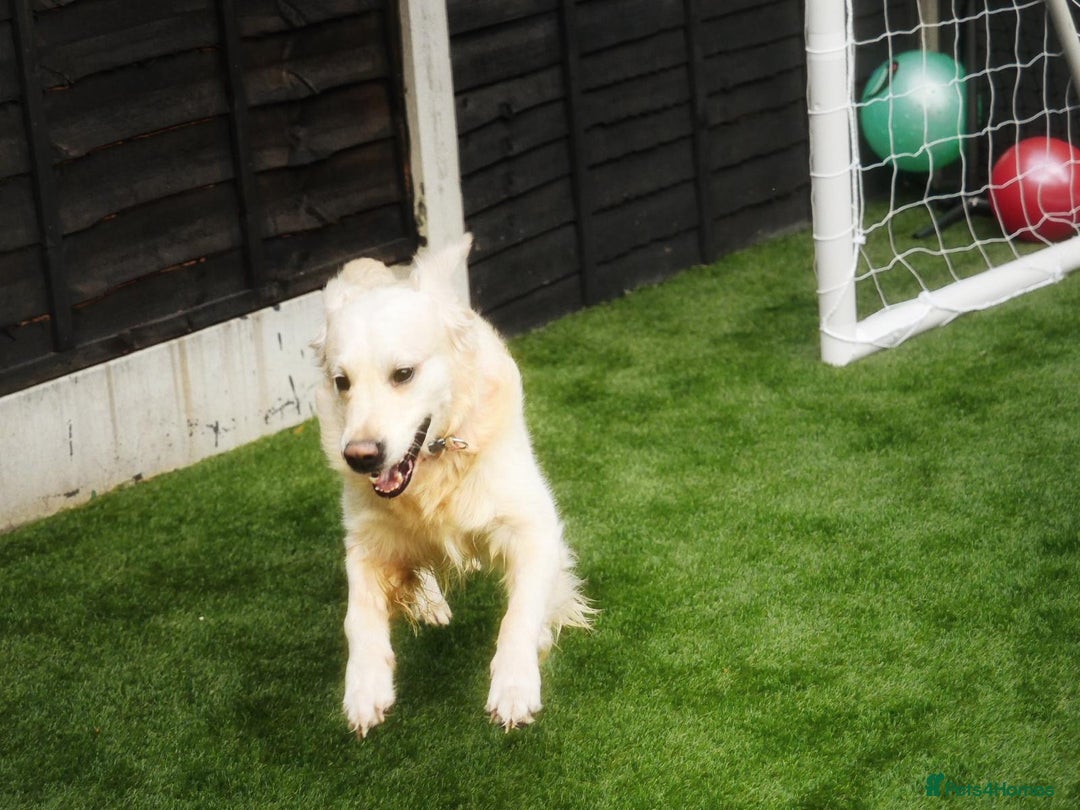 Golden Retriever dogs for stud: Stunning Golden Retriever for Stud –  meet Sammy - Image 6