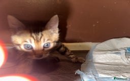 Bengal cats for sale: Snow Lynx, Marble & Brown Rosette Bengals - Image 17