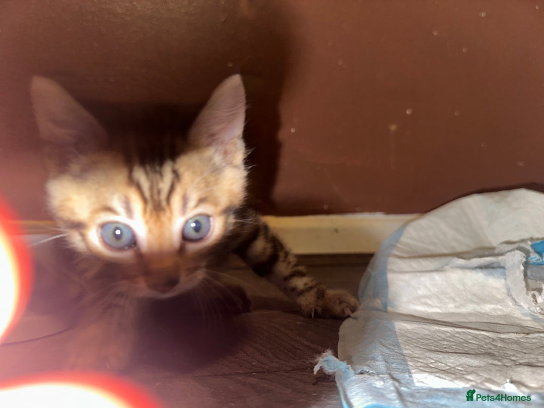 Bengal cats for sale: Snow Lynx, Marble & Brown Rosette Bengals - Image 17