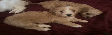 Cavapoo Puppy 2