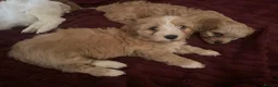 Cavapoo dogs for sale: Fluffy Toy Cavapoos for sale - Advert 19