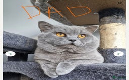 Scottish Fold cats for sale: Scottish fold  - Image 8