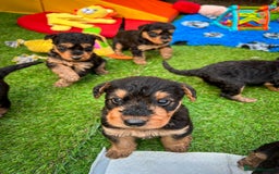 Airedale Terrier dogs for sale: ⭐️⭐️FAMILY REARED KC AIREDALE PUPS⭐️⭐️ - Image 4