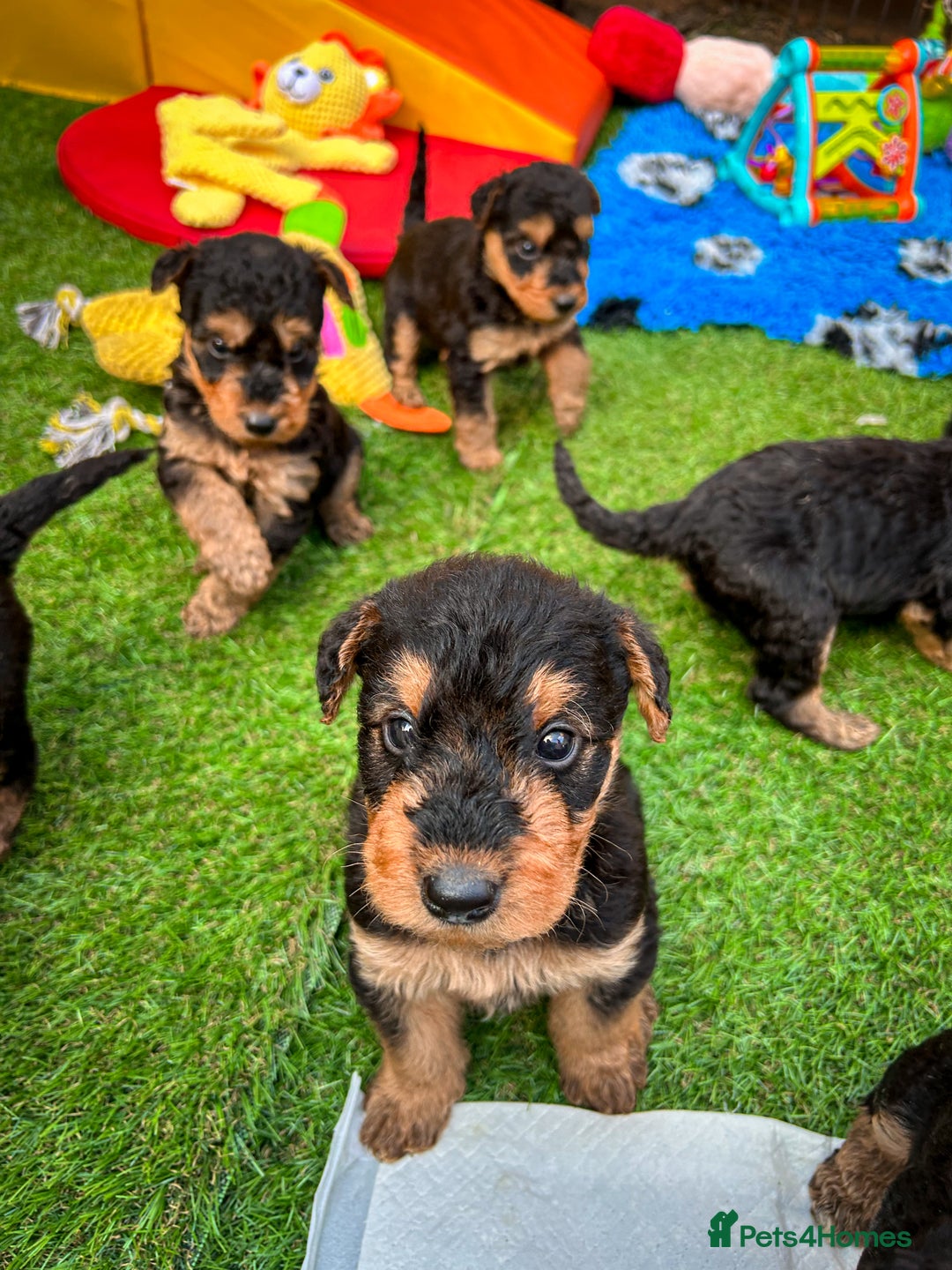 Airedale Terrier dogs for sale: ⭐️⭐️FAMILY REARED KC AIREDALE PUPS⭐️⭐️ - Image 4