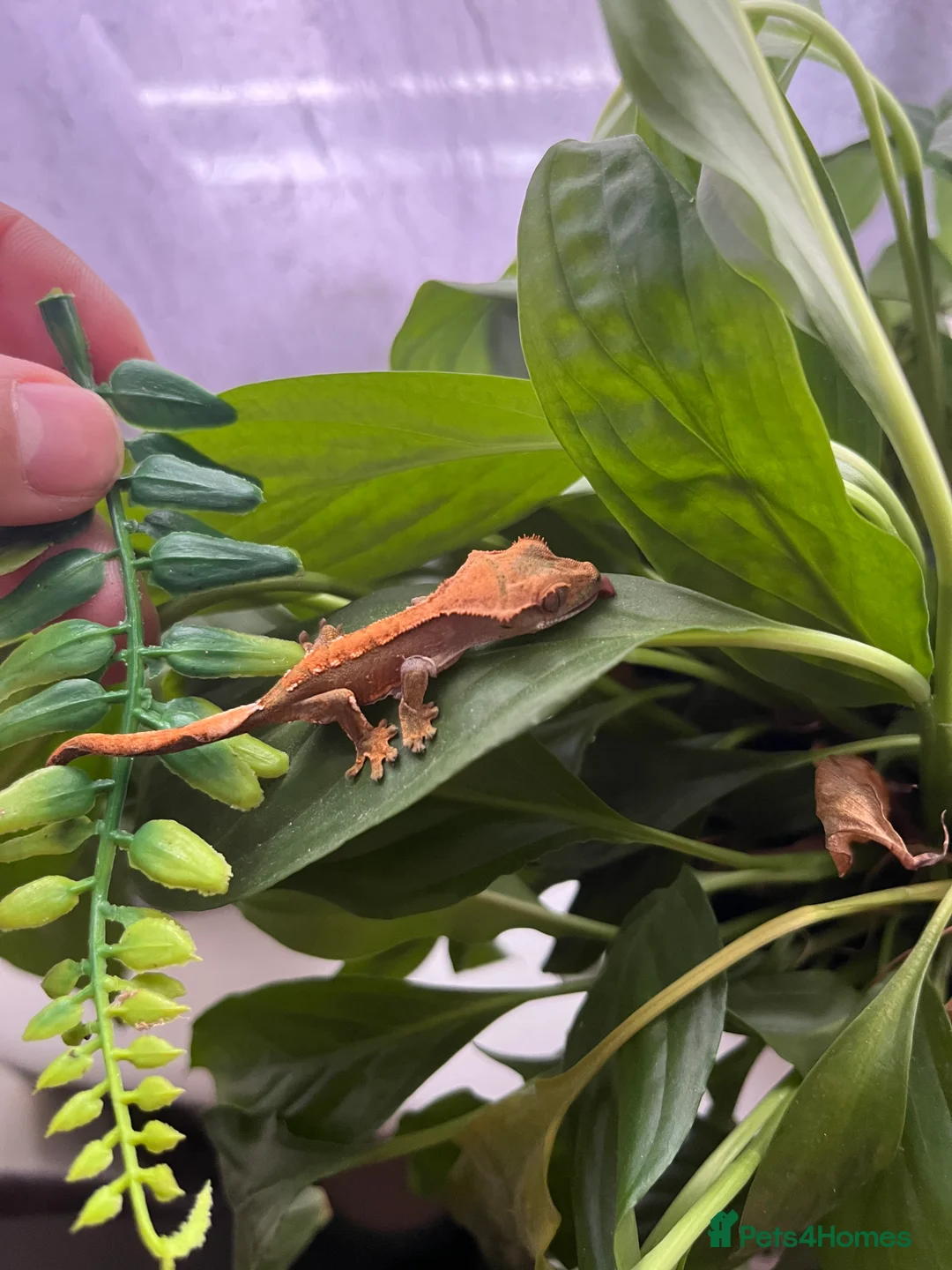 Gecko reptiles for sale: 2 Young Crested Geckos - Advert 3