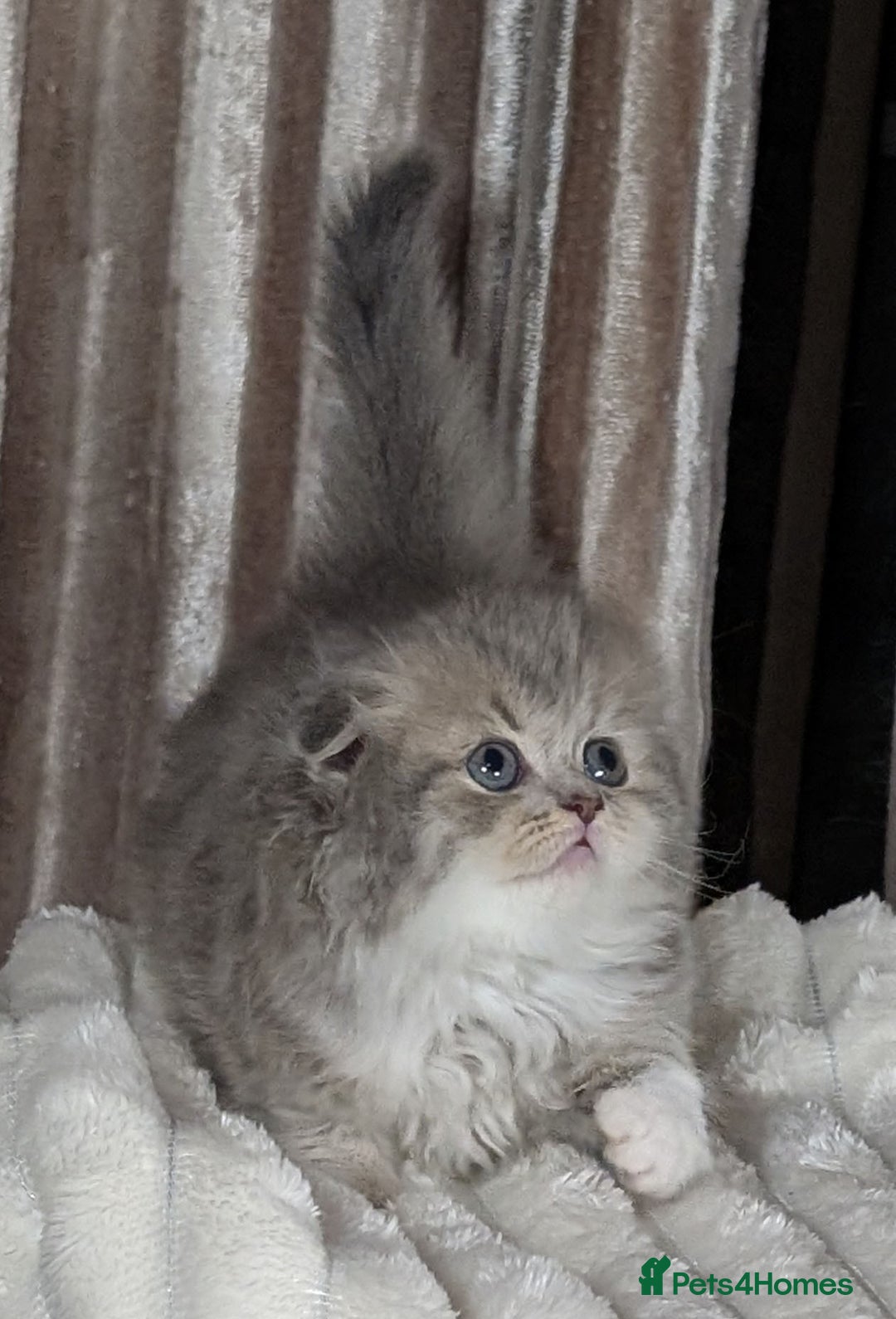 Scottish Fold cats for sale: 🐾TICA red ❣️SCOTTISH Fold•Straight - Advert 21