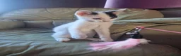 Mixed Breed cats for sale: 4 beautiful kittens  - Advert 6