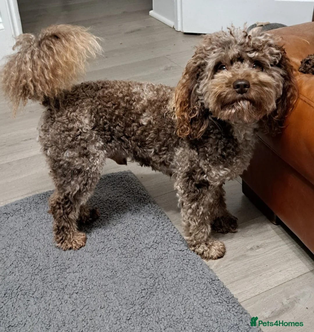 Miniature Poodle dogs for stud: Cockapoo stud f1b merle proven health tested  - Advert 1