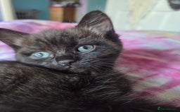 Ragdoll cats for sale: 2 x female 1/2 ragdoll kittens.  Gorgeous colours - Image 4