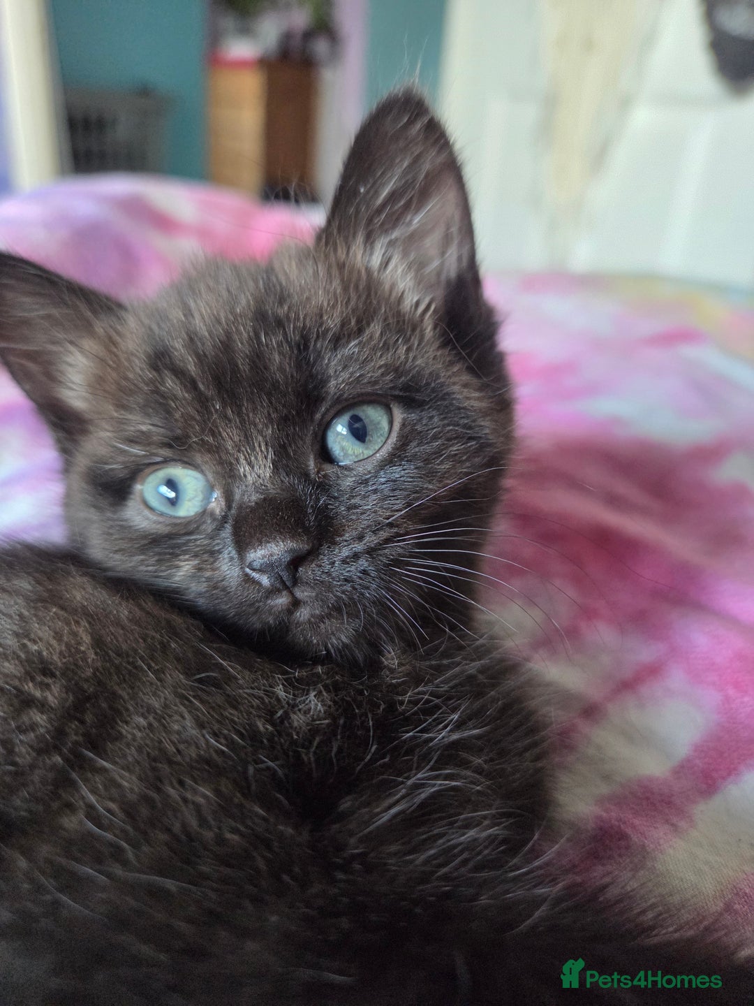 Ragdoll cats for sale: 2 x female 1/2 ragdoll kittens.  Gorgeous colours - Image 4
