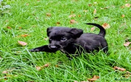 Mixed Breed dogs for sale: Dutch shepherd X pointer puppies  - Advert 13