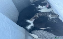 Domestic Shorthair cats for sale: Kittens for sale - Image 3