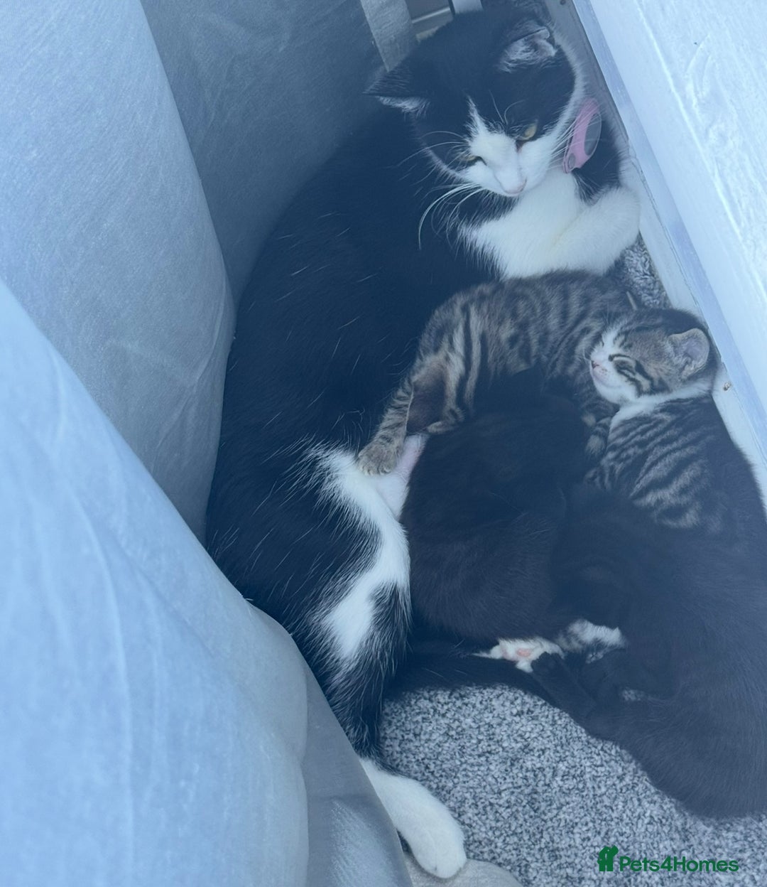 Domestic Shorthair cats for sale: Kittens for sale - Image 3
