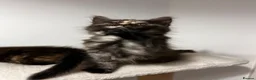Maine Coon cats for sale: Beautiful Maine Coon Kittens - Advert 17