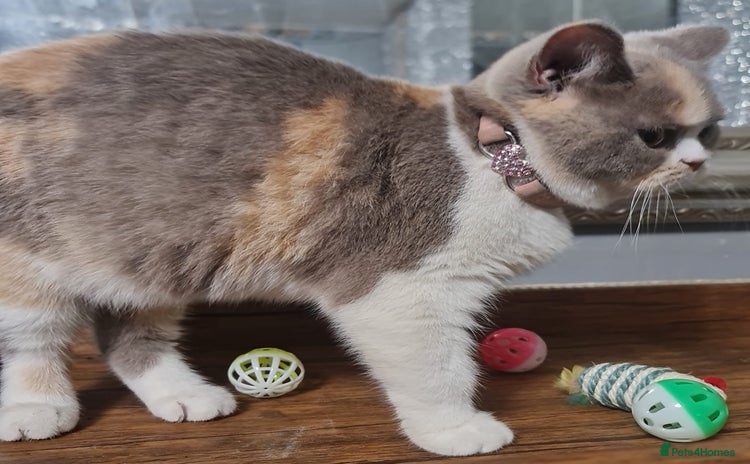 British Shorthair cats in Birmingham - Advert 5