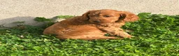 Cockapoo dogs for sale: Cockapoo Puppies Show Type - Advert 7