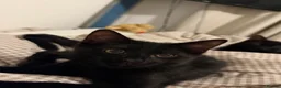 Mixed Breed cats for sale: Beautiful Black Mixed Breed Kittens - Advert 12