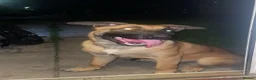 Mixed Breed dogs for sale: Belgian Malinois X German Shepherd  - Advert 1