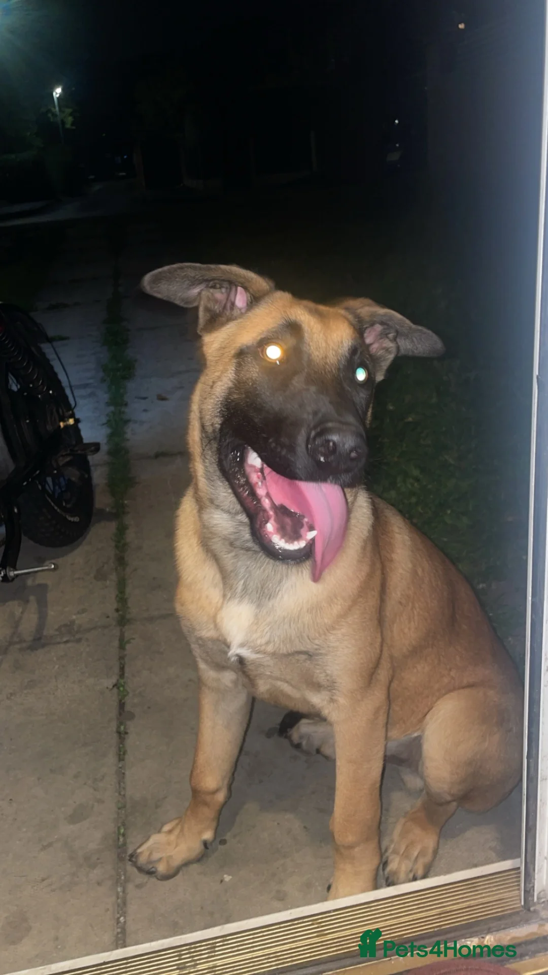 Mixed Breed dogs for sale: Belgian Malinois X German Shepherd  - Advert 1