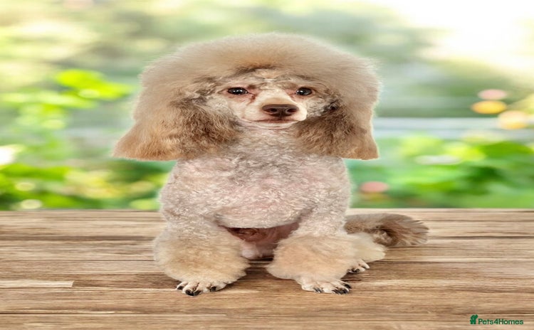 Toy Poodle dogs KC Toy Poodle Stud  in Corby - Advert 1