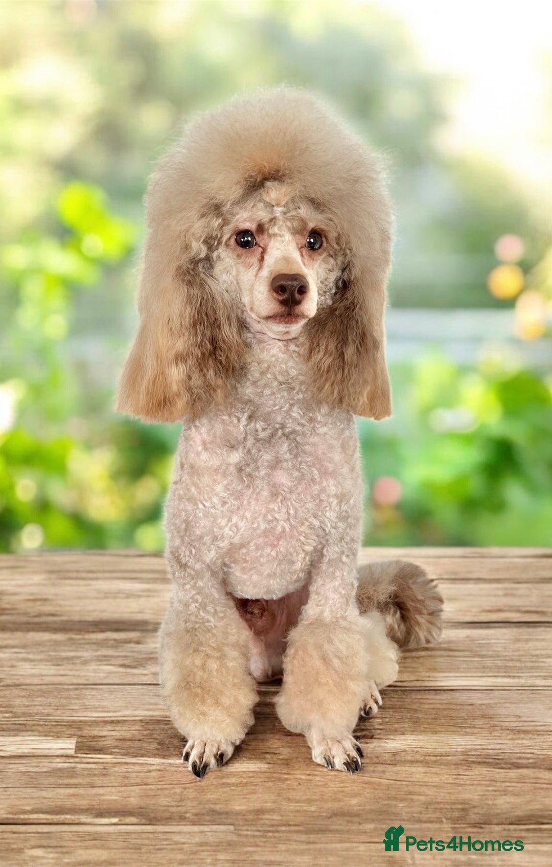 Toy Poodle dogs for stud: KC Toy Poodle Stud  in Corby - Advert 1