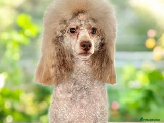 Toy Poodle dogs KC Toy Poodle Stud in Corby - Advert 22