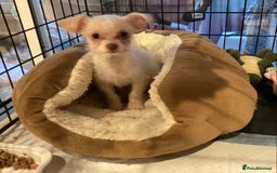 Chihuahua dogs for sale: Chihuahua babies ready now - Image 9