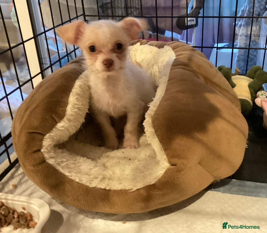 Chihuahua dogs for sale: Chihuahua babies ready now - Image 9