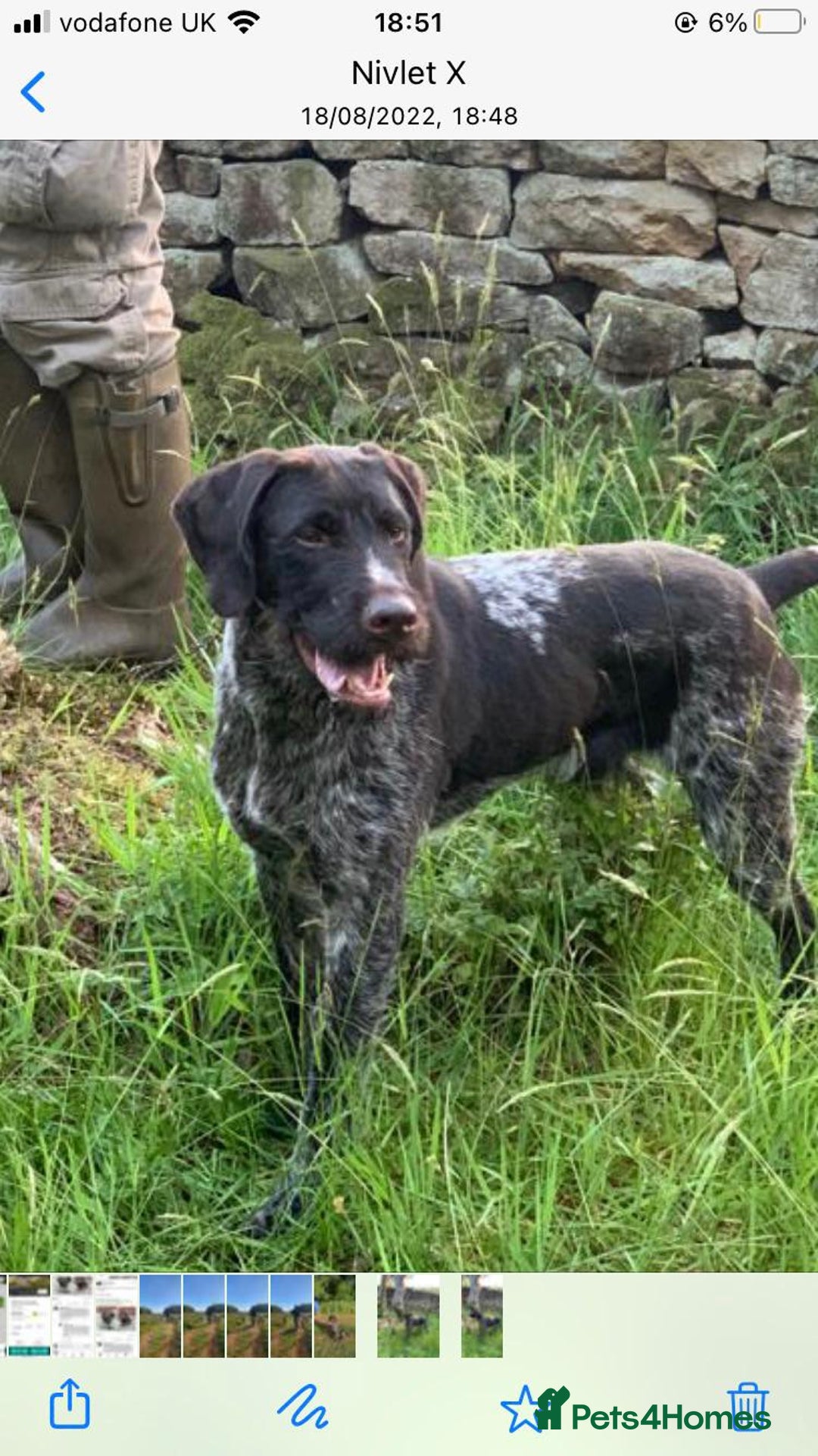 German Wirehaired Pointer dogs for sale: Beautiful GWP's for sale KC Registered - Image 9