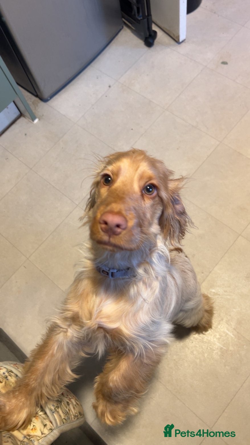 Cocker Spaniel dogs Pedigree show type girl cocker spaniel  - Advert 13