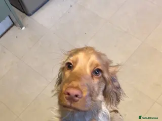 Cocker Spaniel dogs Pedigree show type girl cocker spaniel - Advert 13