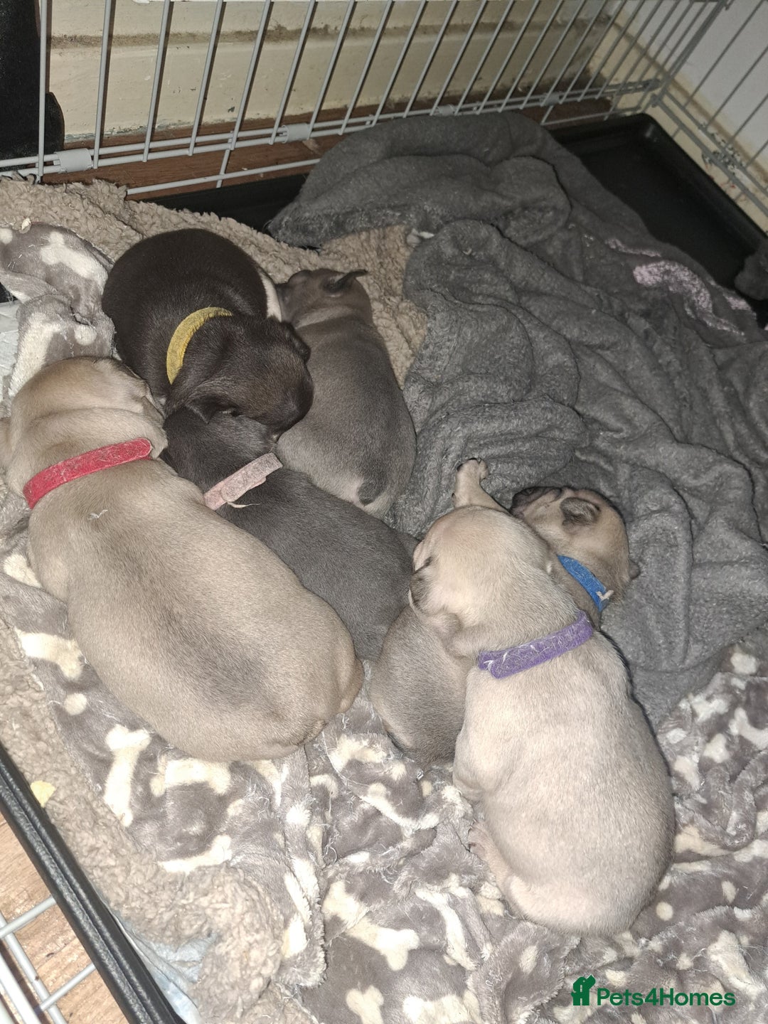 French Bulldog dogs for sale: French bulldog puppies  - Advert 2