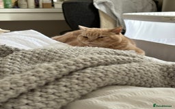 British Shorthair cats for sale: Our wonderful boy, Ferguson for sale  - Advert 9