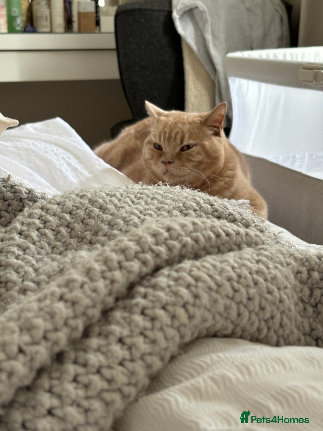 British Shorthair cats for sale: Our wonderful boy, Ferguson for sale  - Advert 9