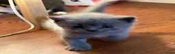 Mixed Breed cats for sale: British shorthair - Advert 2