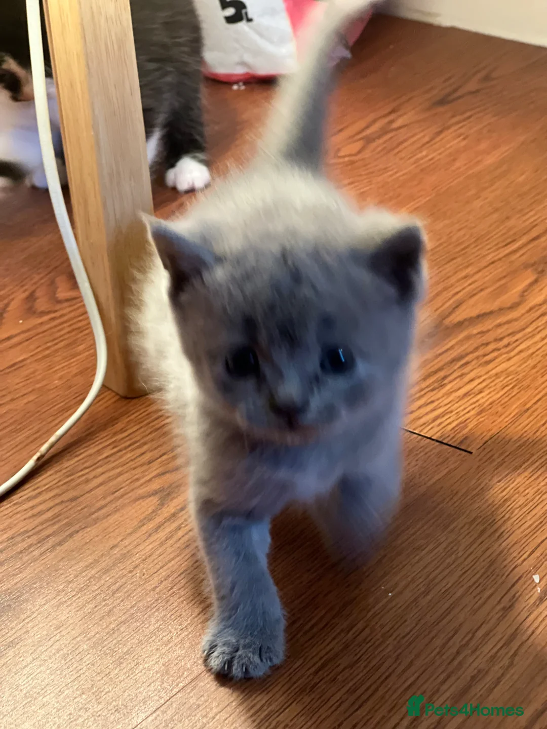 Mixed Breed cats for sale: British shorthair - Advert 2