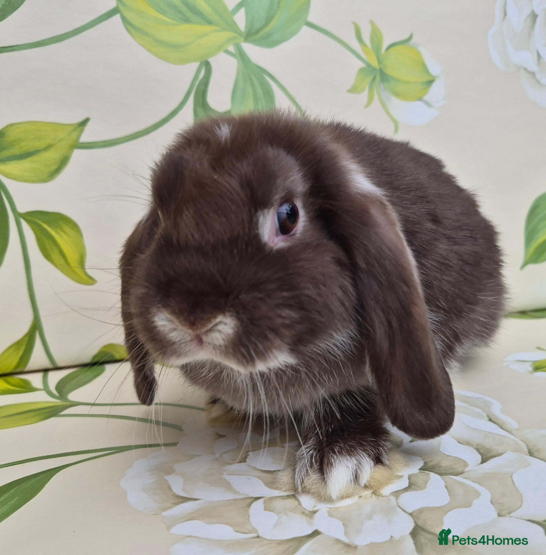Mini Lop rabbits Friendly handled mini lop boy - Advert 11