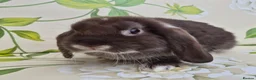 Mini Lop rabbits for sale: Friendly handled mini lop boy - Advert 9