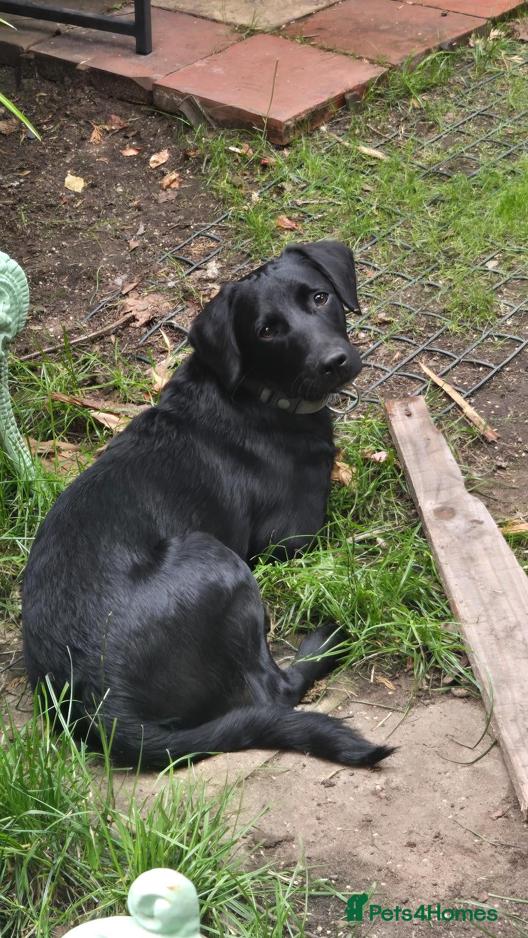 Mixed Breed dogs for sale: Intelligent Oscar mix breed labrador - Advert 1