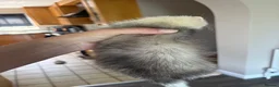 Ferret rodents for sale: 2 hobs - Advert 2