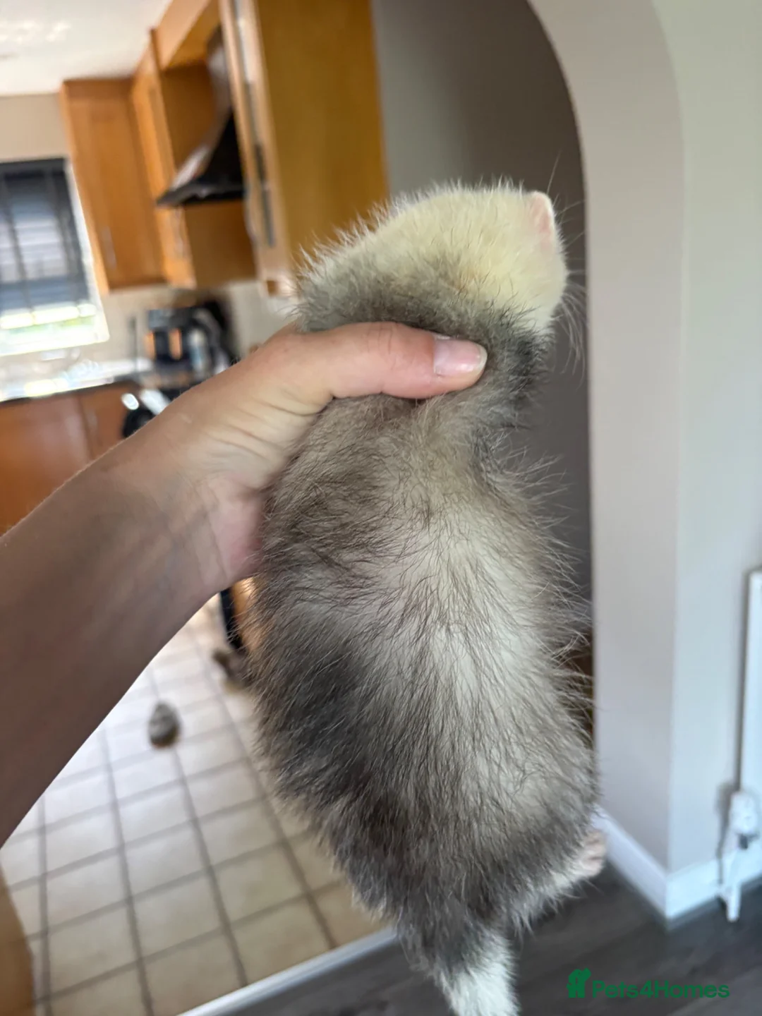 Ferret rodents for sale: 2 hobs - Advert 2