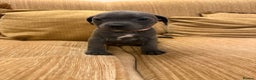 Staffordshire Bull Terrier dogs for sale: Health Tested Clear Staffordshire Bull Terrier's - Advert 31